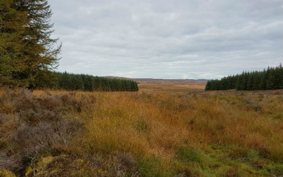 Ayrshire Deer Stalking