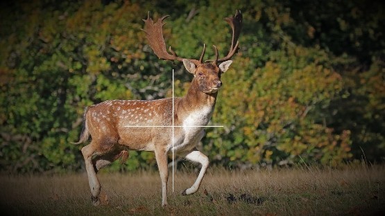 Bullet Placement Deer 