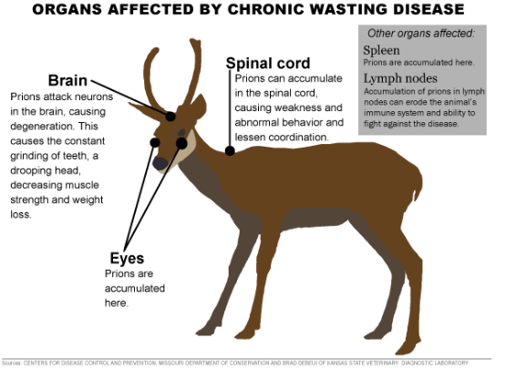 CWD in Deer