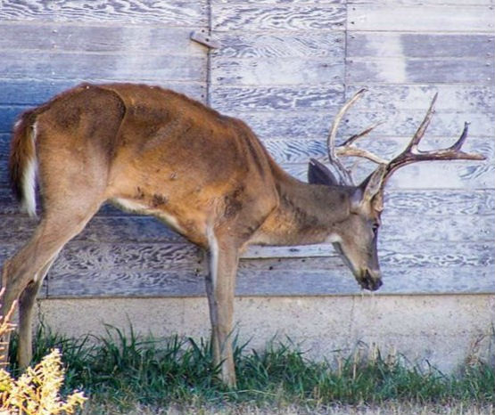 Chronic Wasting Disease deer