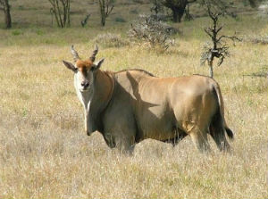 Eland