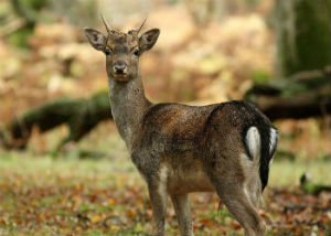 Fallow Buck Stalk Day 300