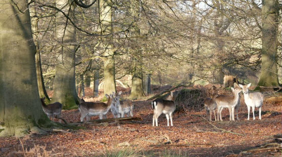 Fallow Herd