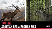 Stalking Highland Red & English Sika