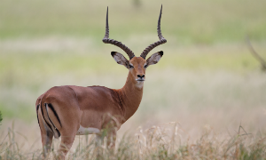 Impala Africa