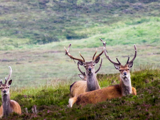 MR Highlands velvet