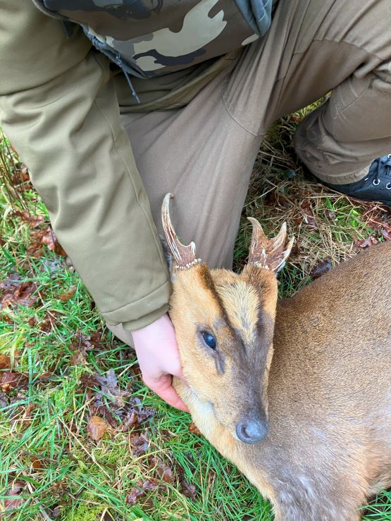 Malkin Muntjac head 1