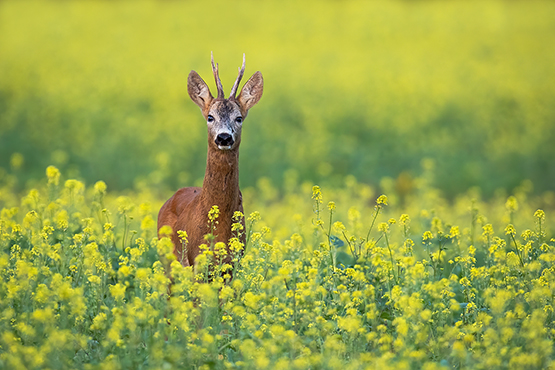 May 2024 Roebuck Stalking 