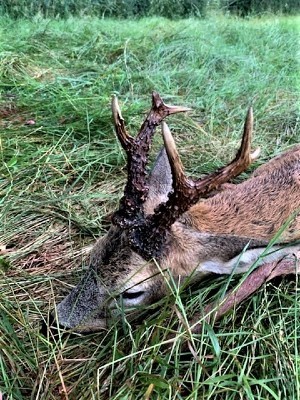 Medal Roebuck Capreolus Club Syndicate 