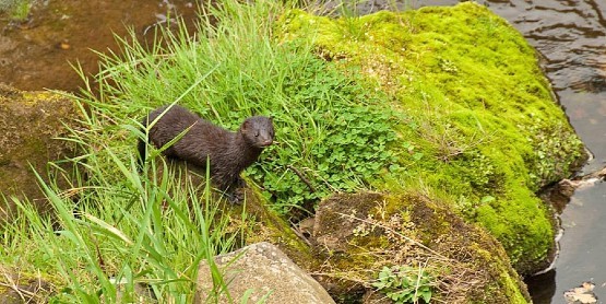 Mink Invasive Species 