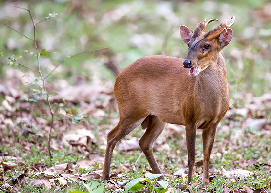 Muntjac Licensed 1