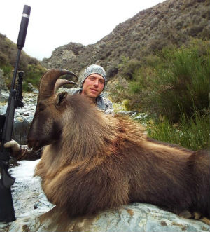 New Zealand Tahr