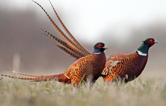 Pheasant 555px