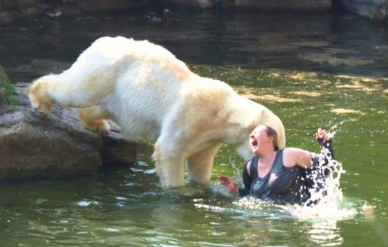 Polar Bear Attack