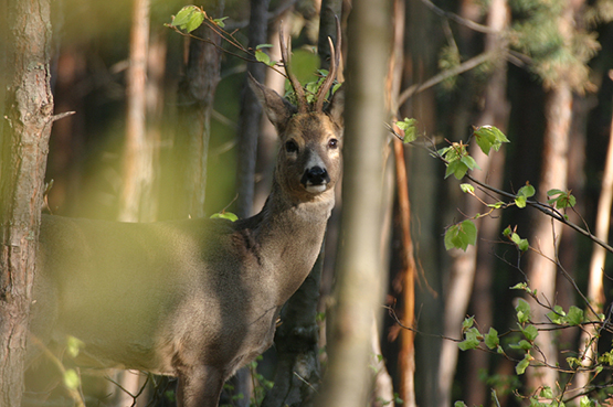 Roe Buck 555px