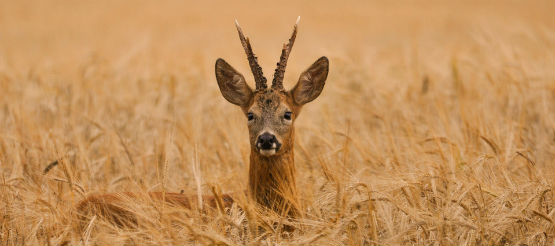 Roe Buck Almanac - June