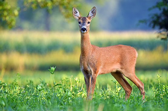 Roe Deer Licensed 1