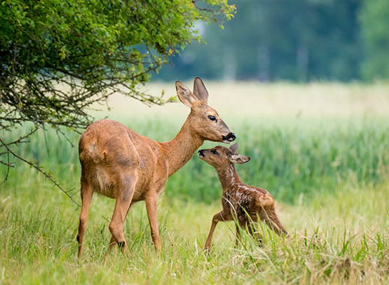 Roe Deer WITH KID Licensed 1