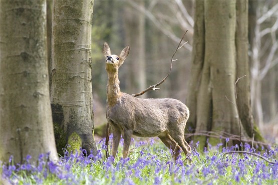 Roe Doe in Bluebells