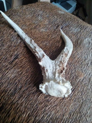 Roe white antler