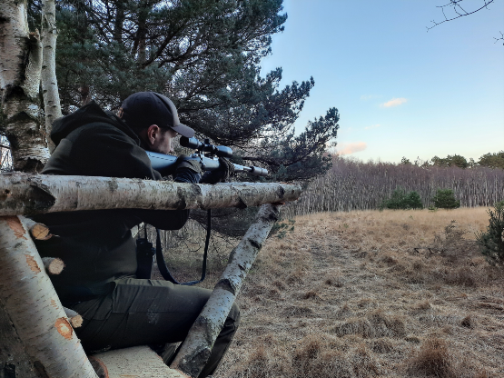 Sika Deer Hunting Dorset