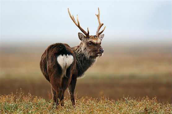 Sika Deer Stag