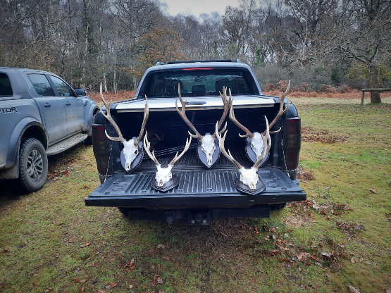 Sika Stag Deer Antlers