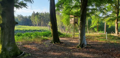 Towerseat newforest