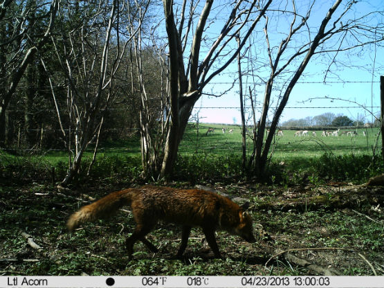 Trailcamstu555