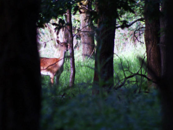 Woodlandstalking