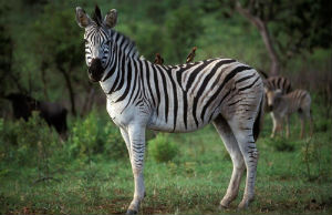 Zebra