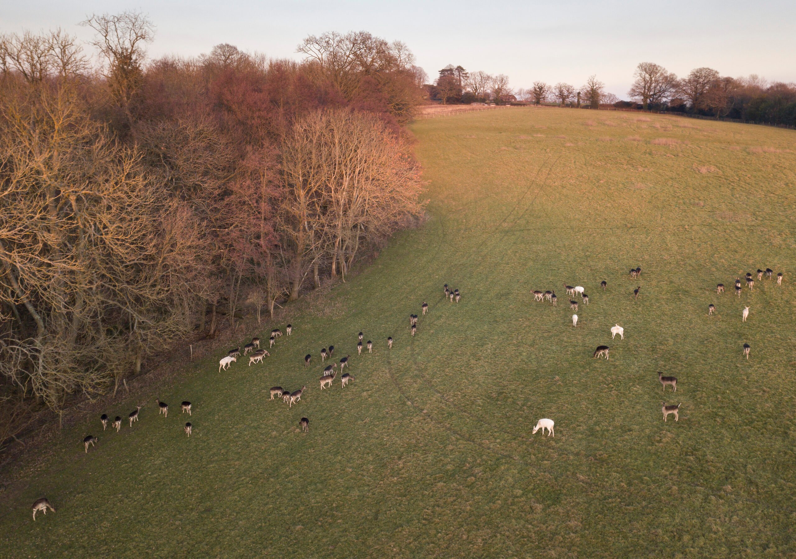 fallow deer Holly farm2 scaled