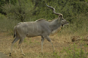 kudu