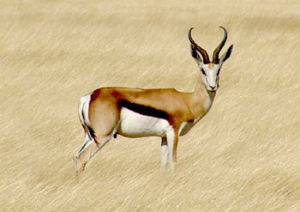 springbok