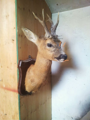 taxidermist